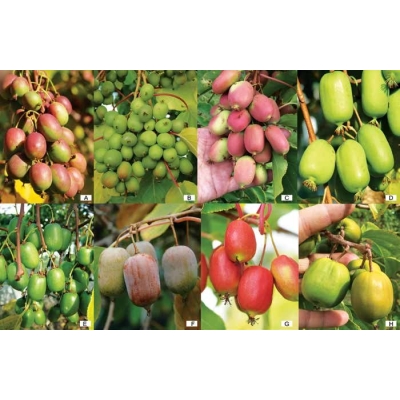 Kiwi aktinidia GENEVA  - czerwone owoce art. nr 487D